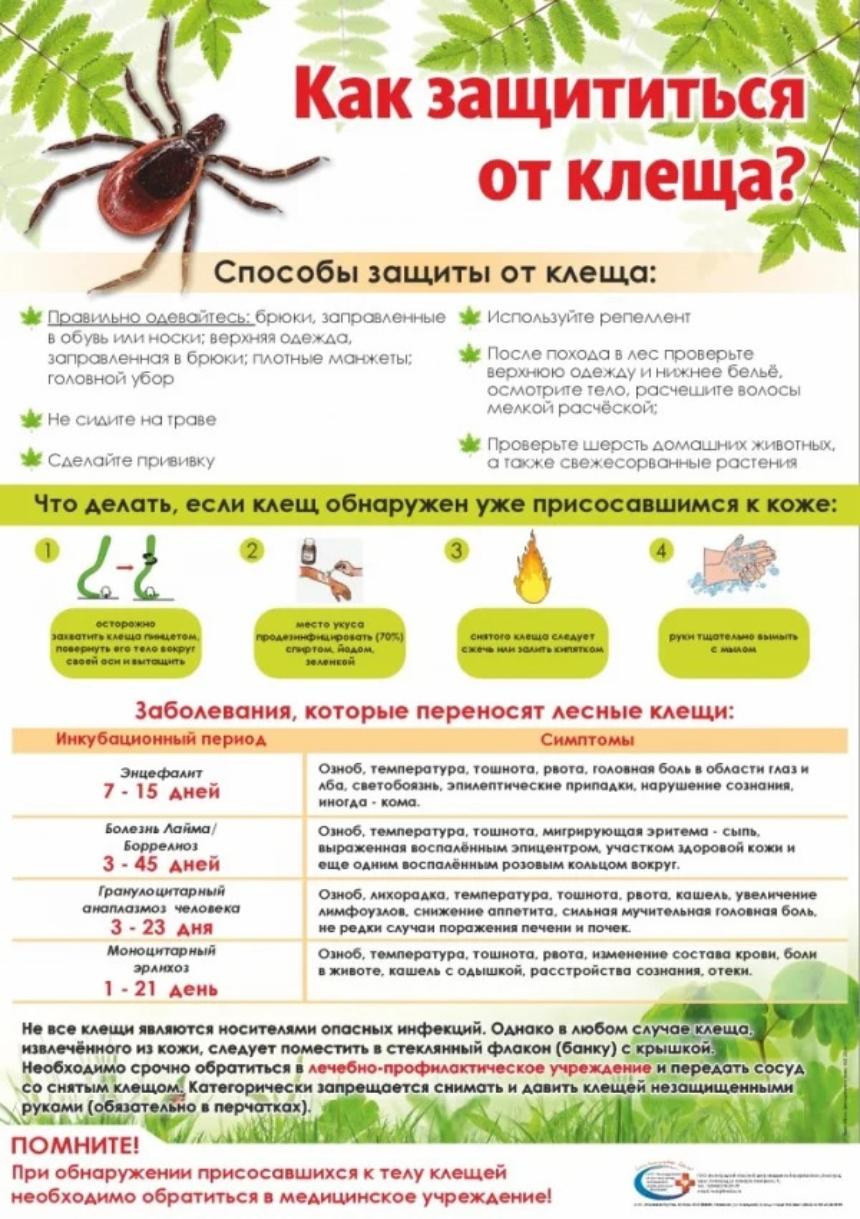 Сезон клещей в разгаре: как защитить себя и близких