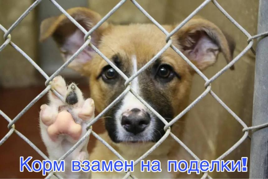 Приходите с кормом на праздник в парке! Меняем тепло детских рук на заботу о пушистых сердцах 