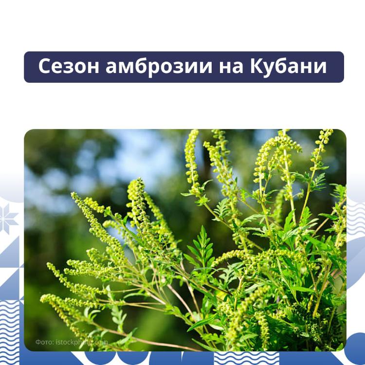 На Кубани треть населения страдает аллергией на пыльцу