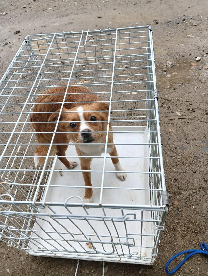 Информация о проведении мероприятий по отлову бездомных животных.