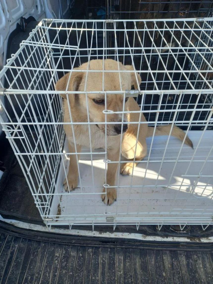 Информация о проведении мероприятий по отлову безнадзорных животных.