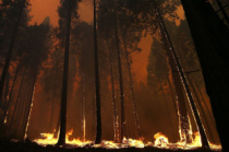 Чтобы не допустить лесной пожар
