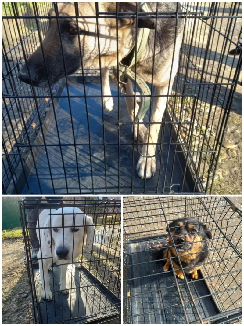 Плановый отлов животных без владельцев