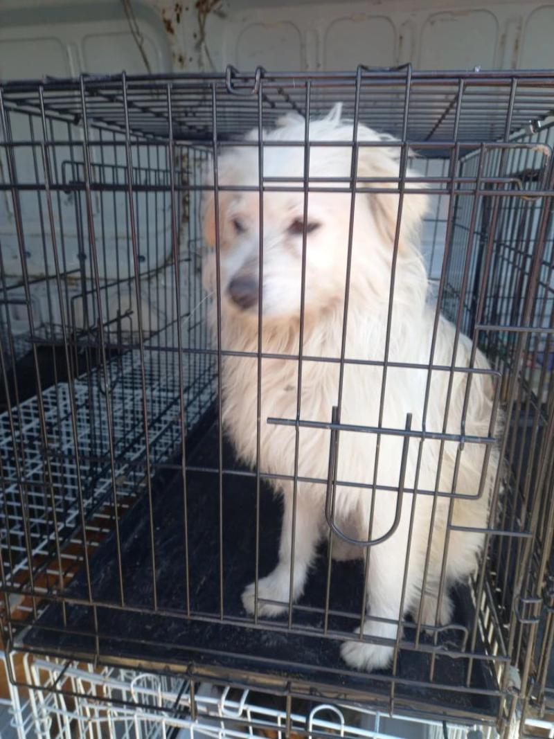 Информация о проведении мероприятий по отлову безнадзорных животных