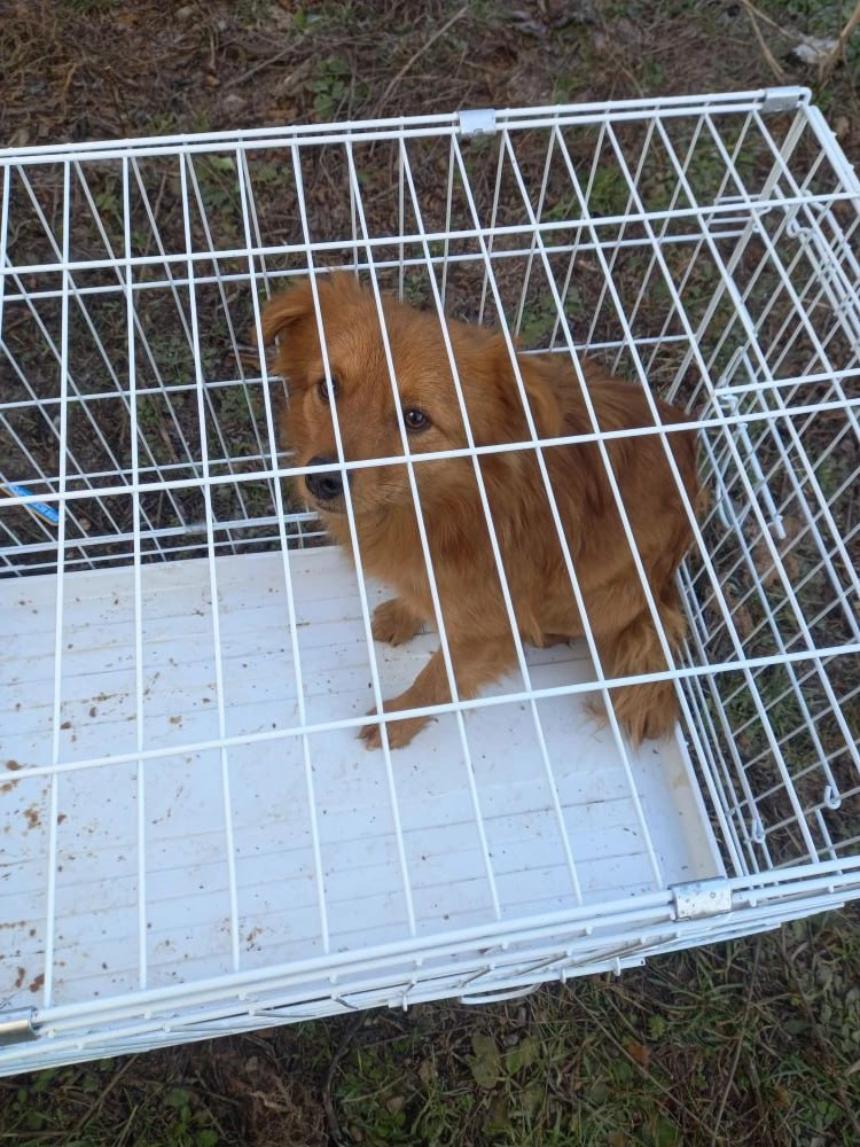 Информация о проведении мероприятий по отлову безнадзорных животных