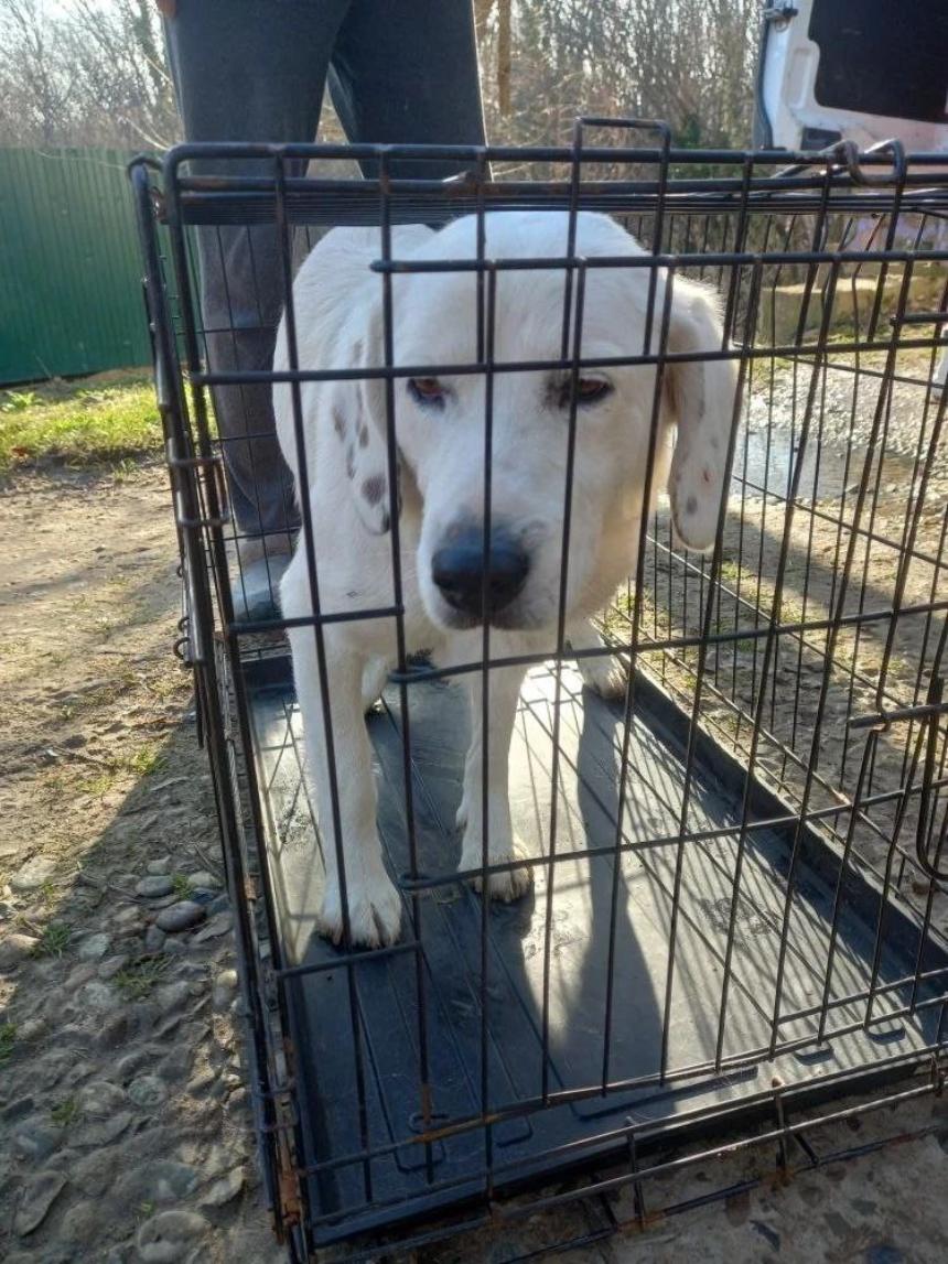 Информация о проведении мероприятий по отлову безнадзорных животных.