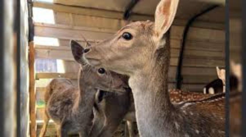 Популяция европейских ланей пополнилась в Горячеключевском заказнике