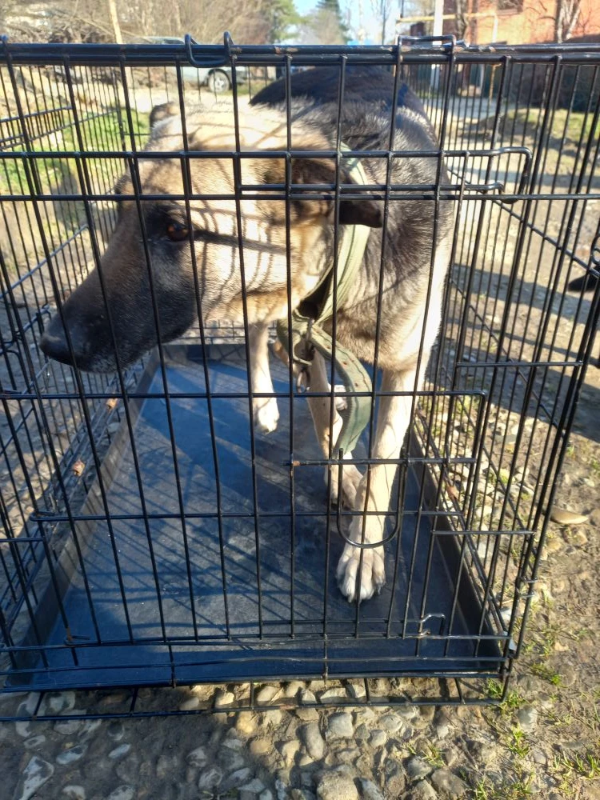 Информация о проведении мероприятий по отлову безнадзорных животных