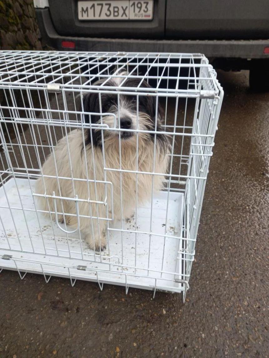 Информация о проведении мероприятий по отлову бездомных животных